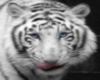 )II( White Tiger Poster
