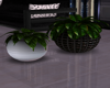 O*Round pots/plants 2