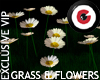 Grass n Daisies