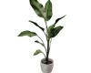 plant decorarive