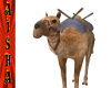 Aisha's Camel