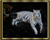 white tiger