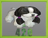 Shih Tzu pet