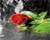 Red Rose In Rain