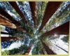  Redwood tree picture