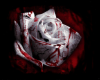 Blood White Rose