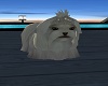 Little Princess  Maltese