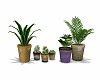Plants: House Plants