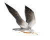 Gaivotas
