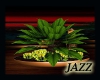 Jazzie-Patio Plant