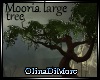 (OD) Mooria Large tree