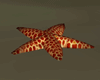 La Calita Starfish