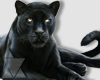 Panther / Pets