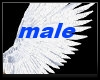 Male Wings