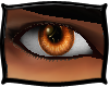 (FXD) Intricat Eyes Halo
