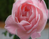 Derivable Pink Rose