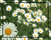  (S)Flowers sticker