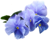 Blue flower,lillys