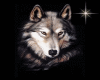 Wolf anim. Sticker