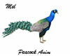 Peacock Anim.