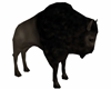 bison