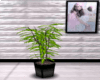 B//Cute Plant //