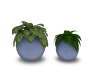 blue vase planters