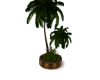 Plant Palm