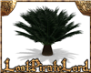 [LPL] Palm Plant