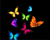 Butterflies pic