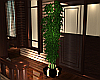 Gem Bamboo Plant