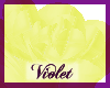 (V0 yellow rose holding