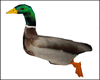 Animated Duck