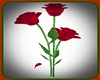 ! RED ROSE ANIMATED
