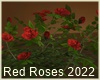Red Roses 2022