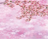 桜　前帯