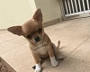 *LH* Dog Chihuahua