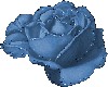 Beautiful Blue rose