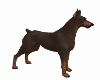 DOBERMAN DOG BROWN ANIM