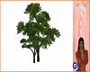 Red Flower Tree
