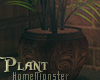Kafe'_Plant