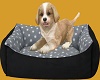 Black Dog Bed