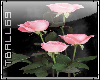 pink long stem roses