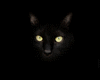 Black cat frame