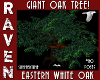 EASTERN WHITE OAK TREE!