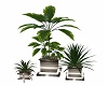 Trio Plants
