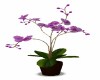 PURPLE POTTED FLOWERS