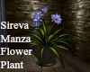Sireva Plant flower 