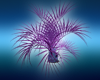 Purple Dracaena Plant