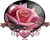 pink rose globe